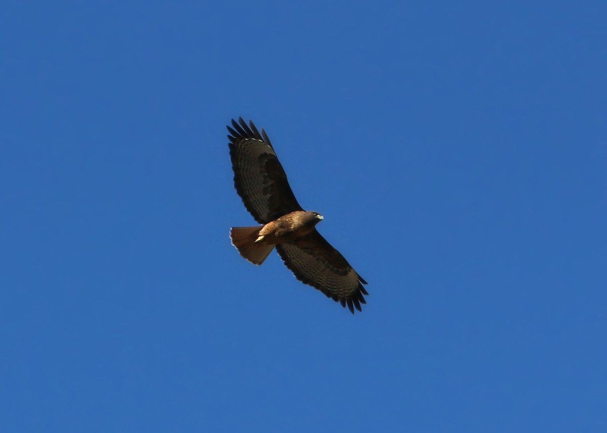 Red-tailed Hawk - ML619392942