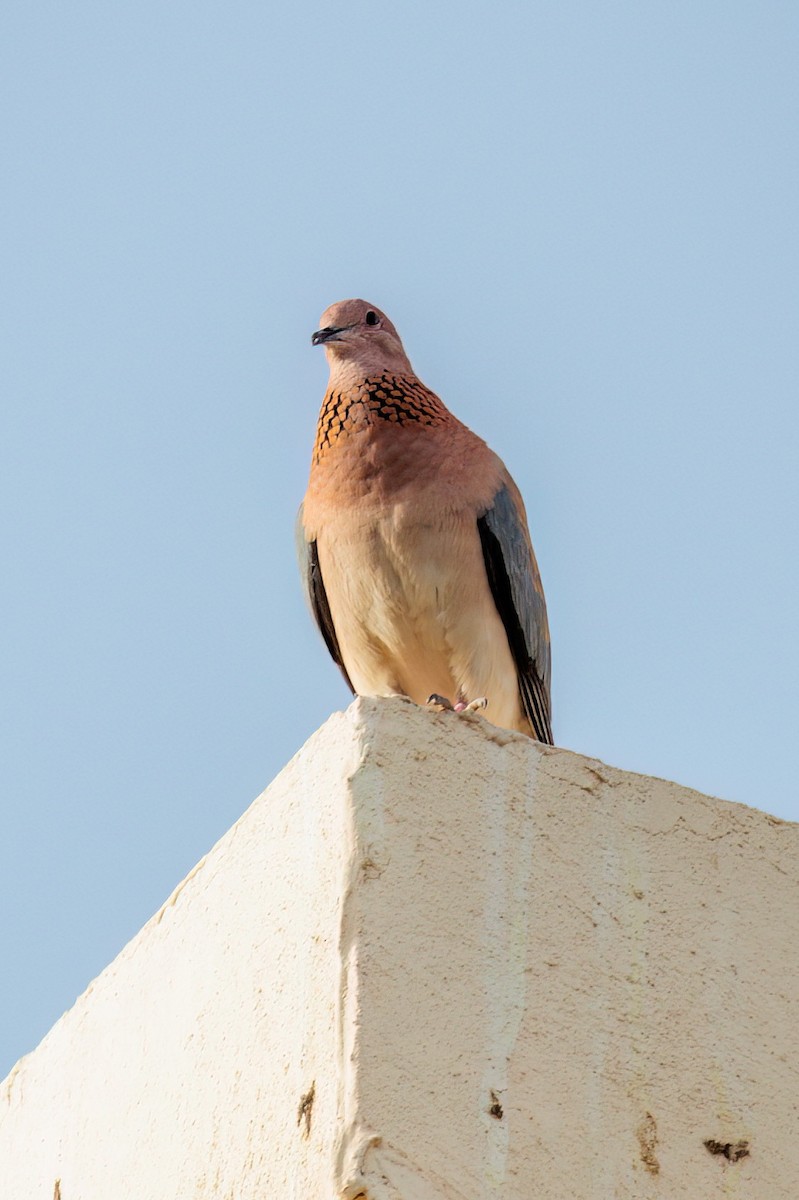 Laughing Dove - ML619392958
