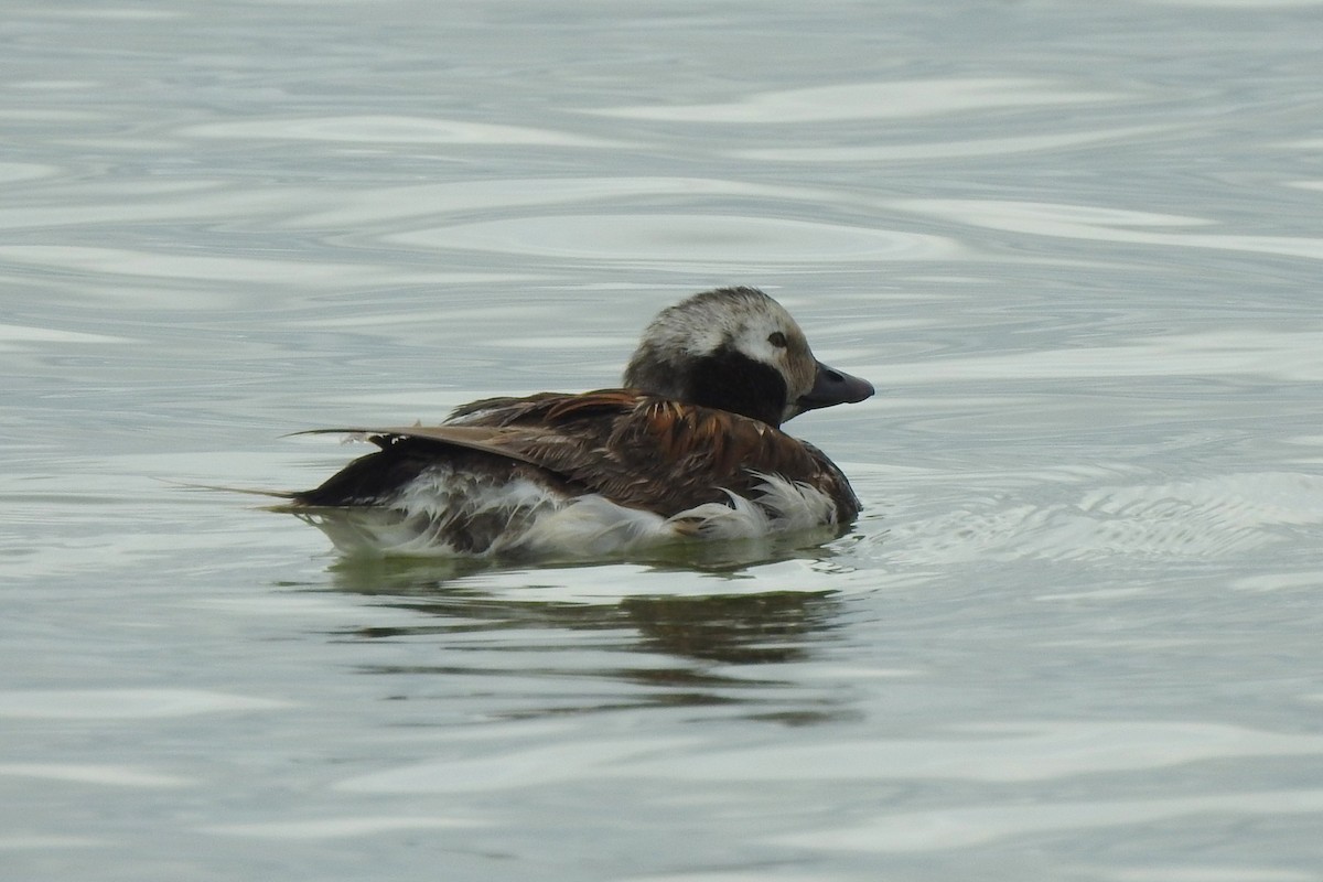 Long-tailed Duck - ML619392965