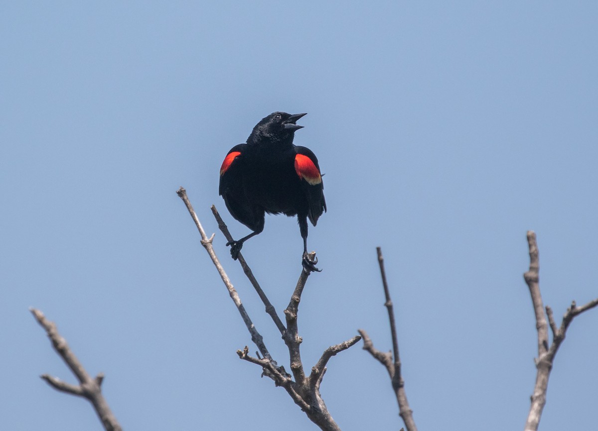 Red-winged Blackbird (Red-winged) - ML619392986