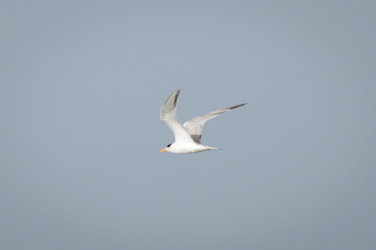 Great Crested Tern - ML619392987
