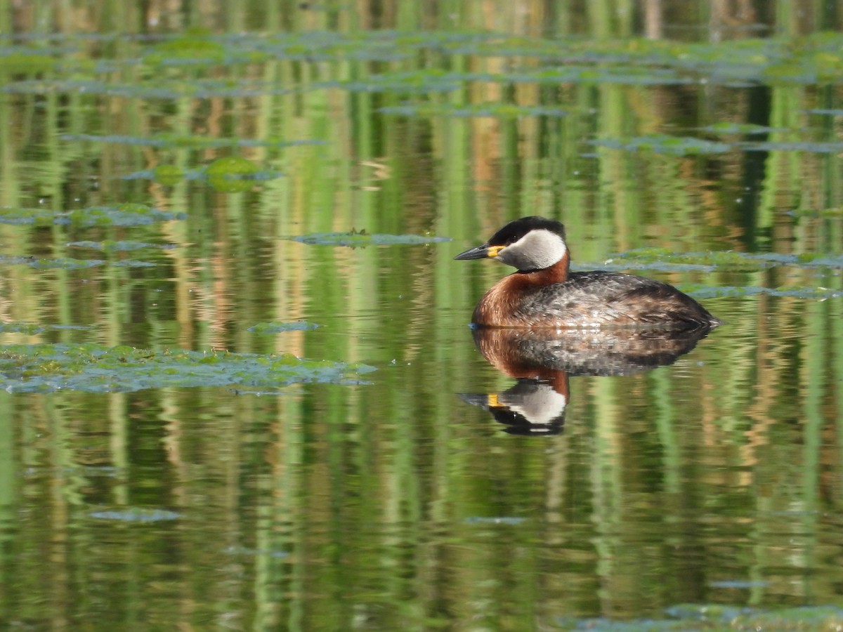 Red-necked Grebe - ML619392988