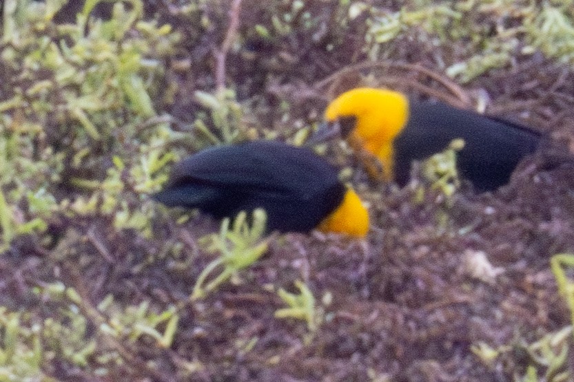 Yellow-hooded Blackbird - ML619392991