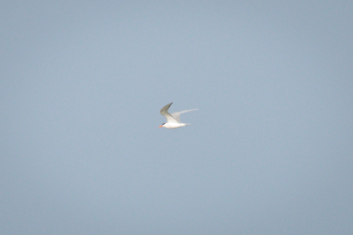 Lesser Crested Tern - ML619392998
