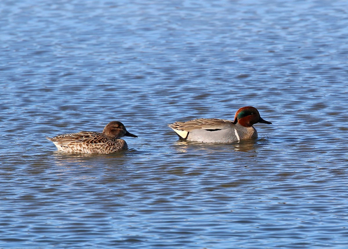 Green-winged Teal - ML619393078