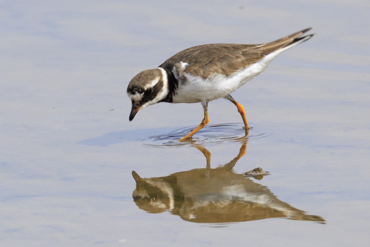 Common Ringed Plover - ML619393094