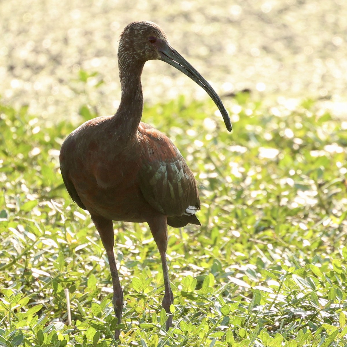 ibis americký - ML619393123