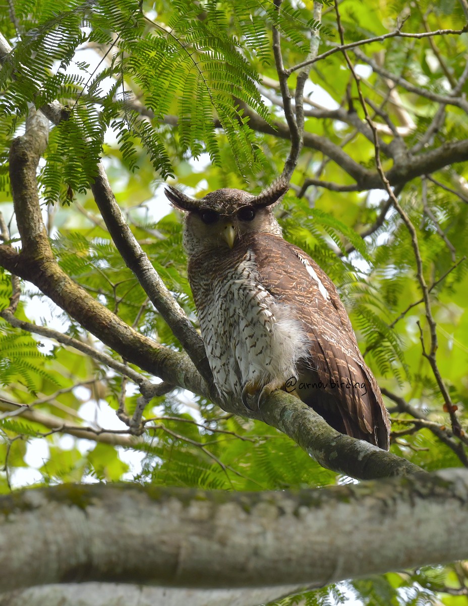 Barred Eagle-Owl - ML619393127
