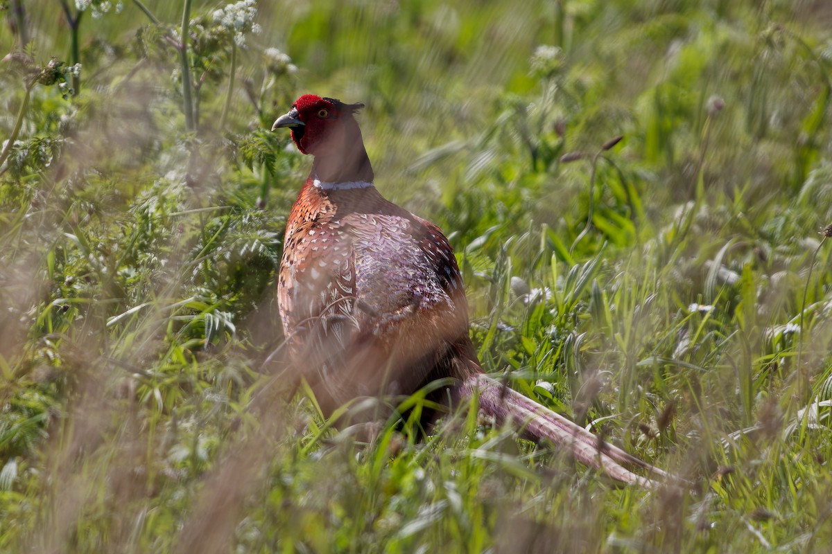 Ring-necked Pheasant - ML619393145