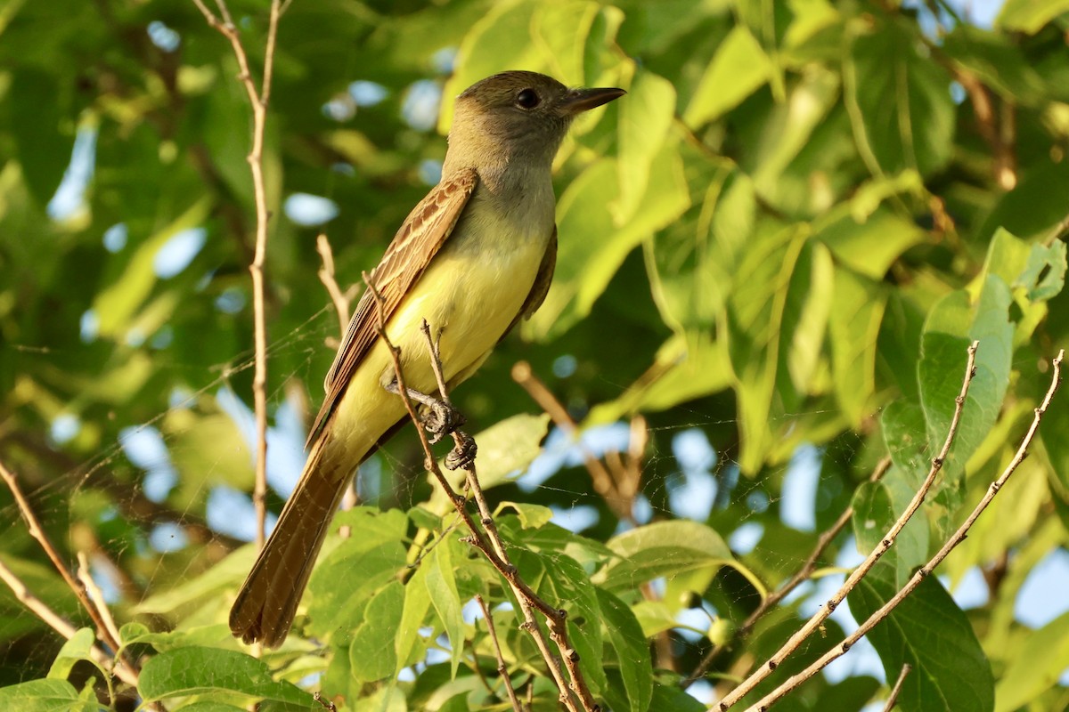 Great Crested Flycatcher - ML619393158