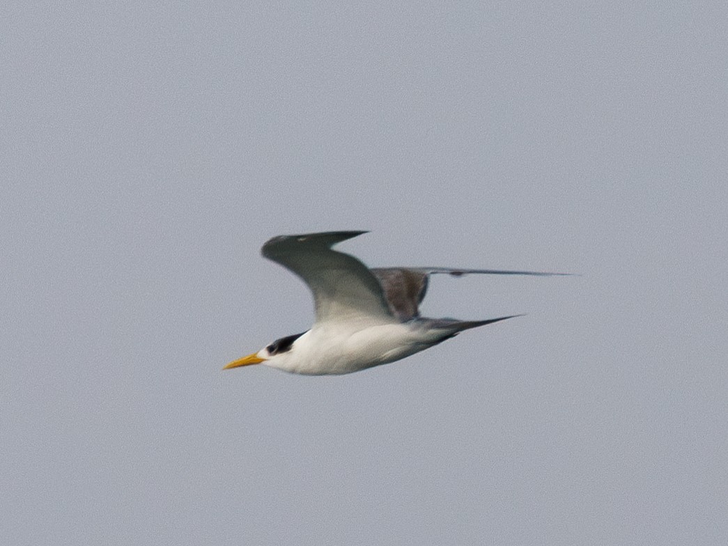 Lesser Crested Tern - ML619393193