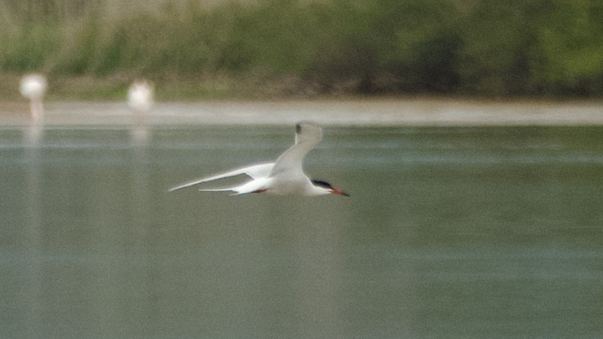 Common Tern - ML619393240