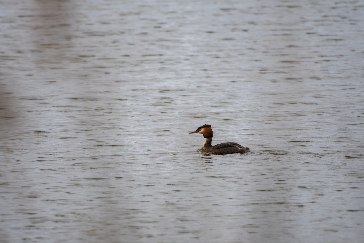 Great Crested Grebe - ML619393380