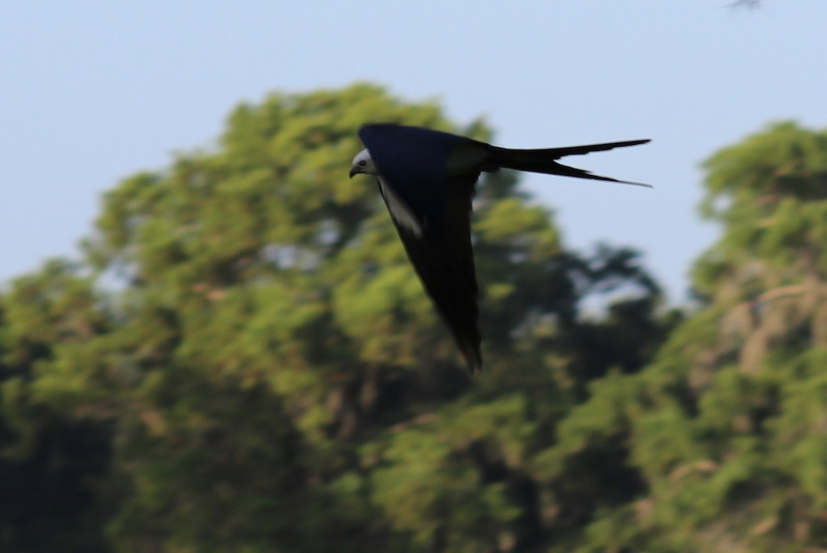 Swallow-tailed Kite - ML619393384