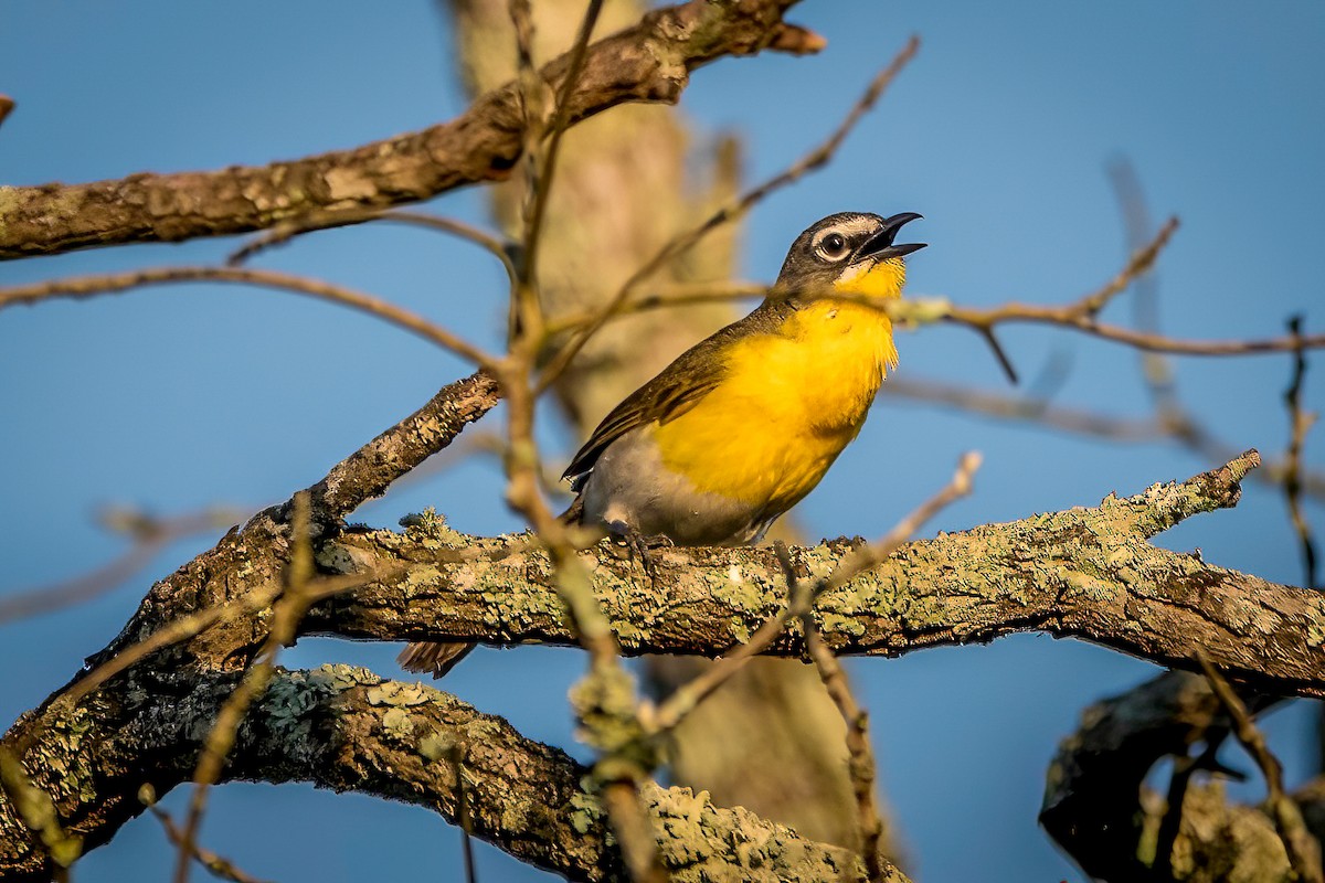 Yellow-breasted Chat - ML619393422
