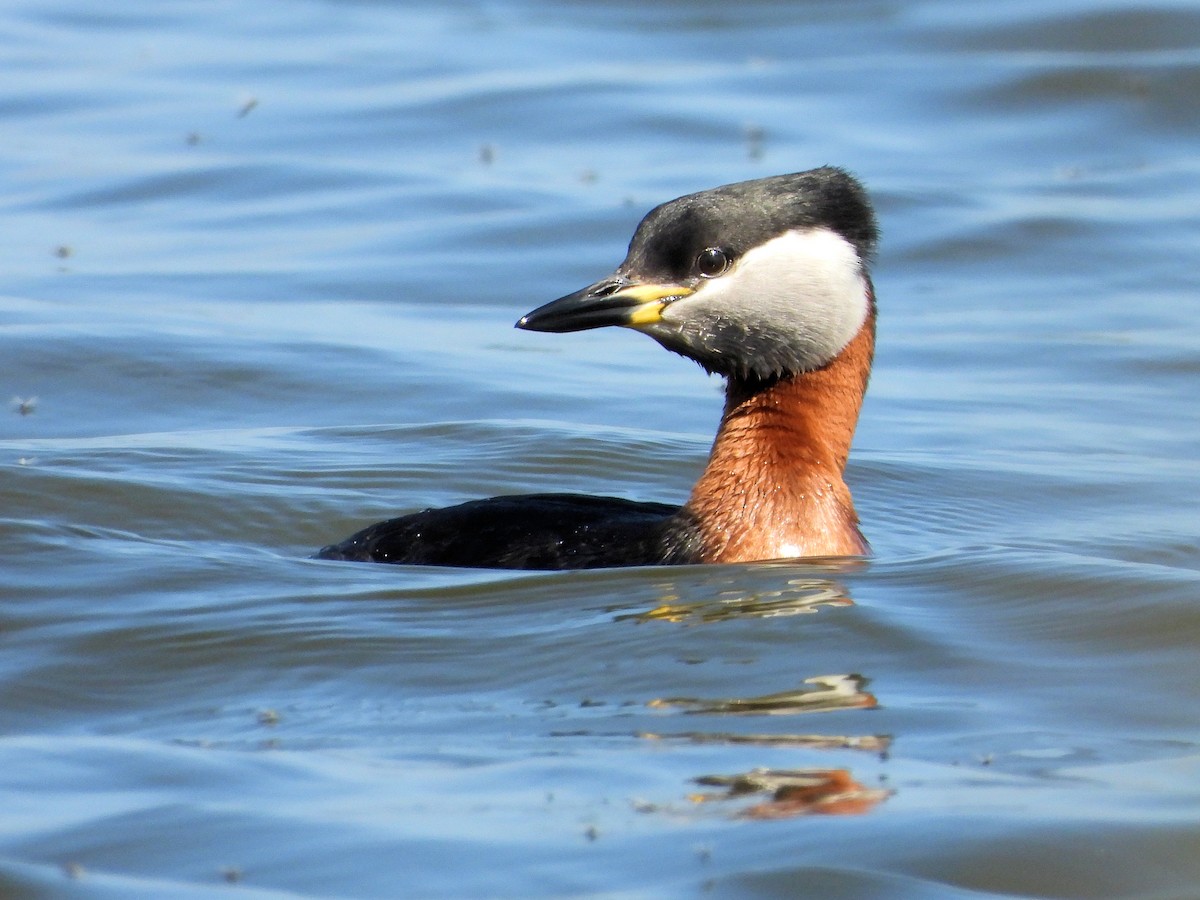 Red-necked Grebe - ML619393444