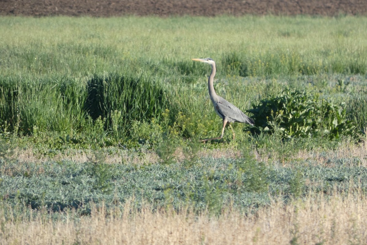eBird Checklist - 19 May 2024 - Clear Spring Ranch - 45 species (+1 ...