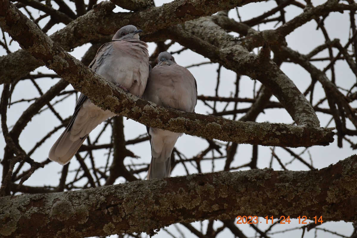 Mourning Collared-Dove - ML619393470