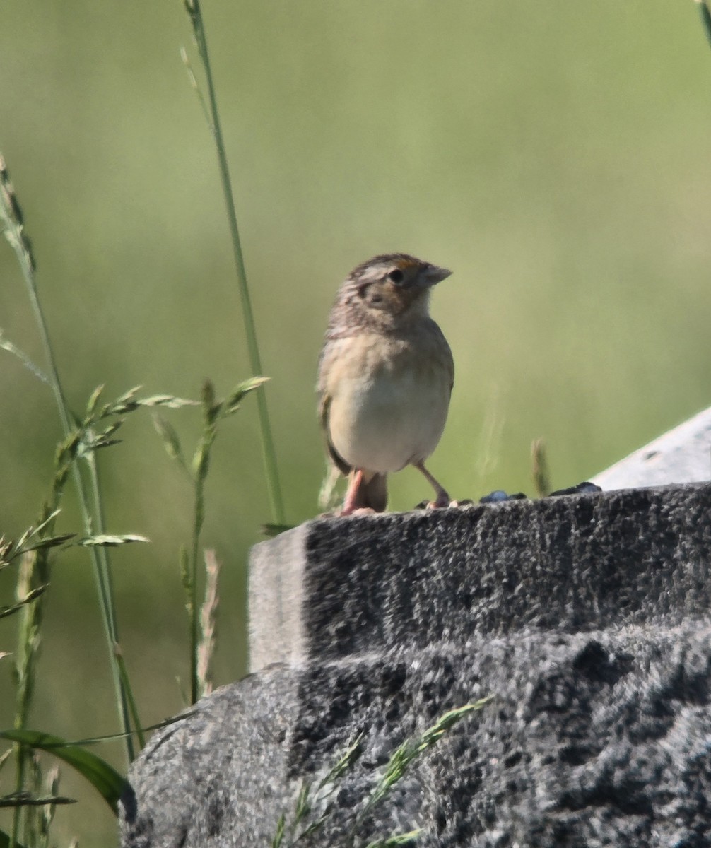 Grasshopper Sparrow - ML619393483