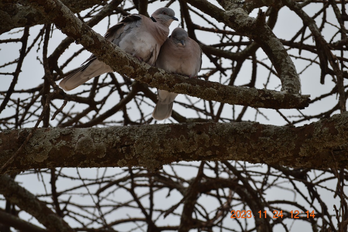Mourning Collared-Dove - ML619393488