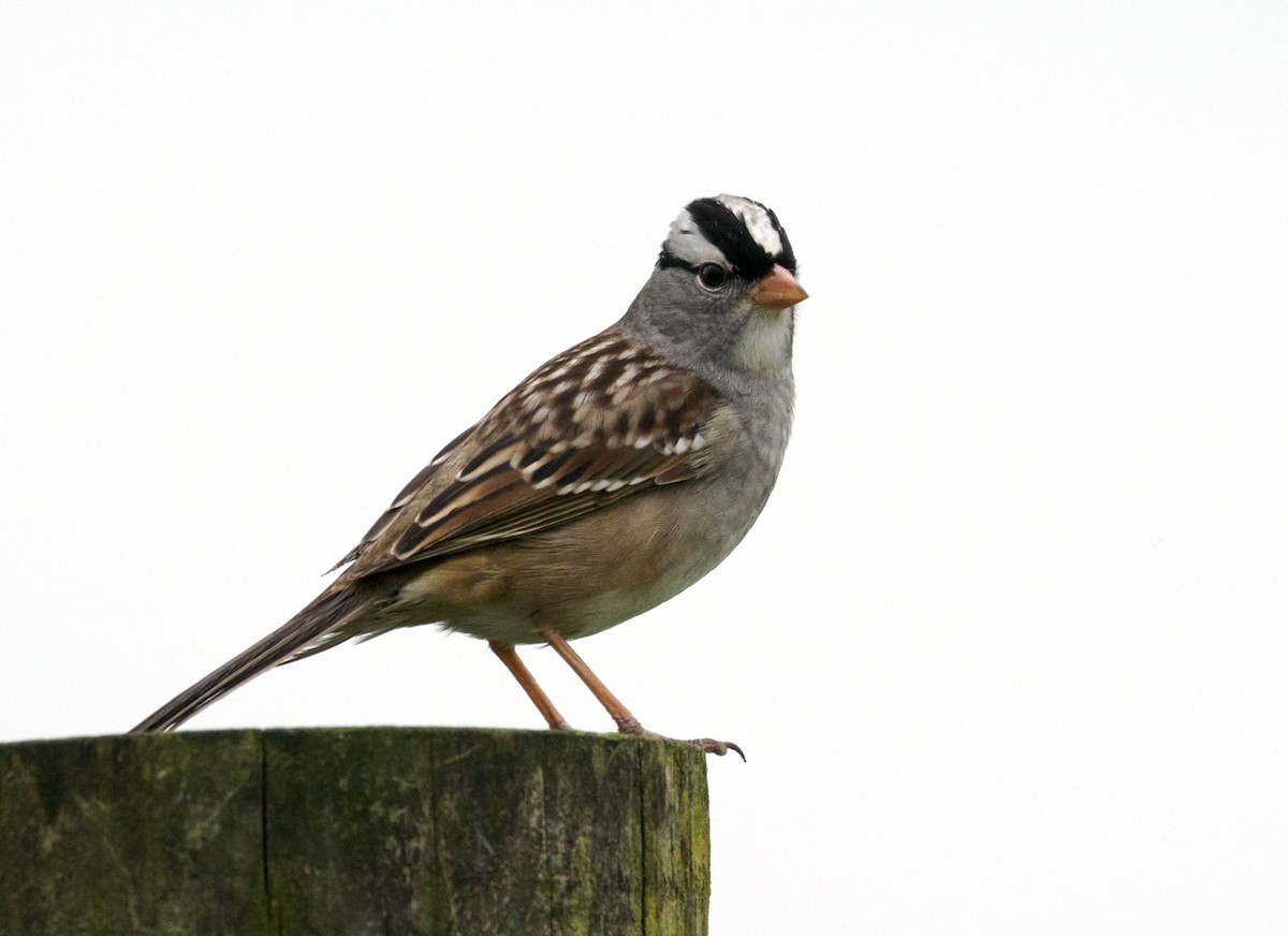 White-crowned Sparrow - ML619393595