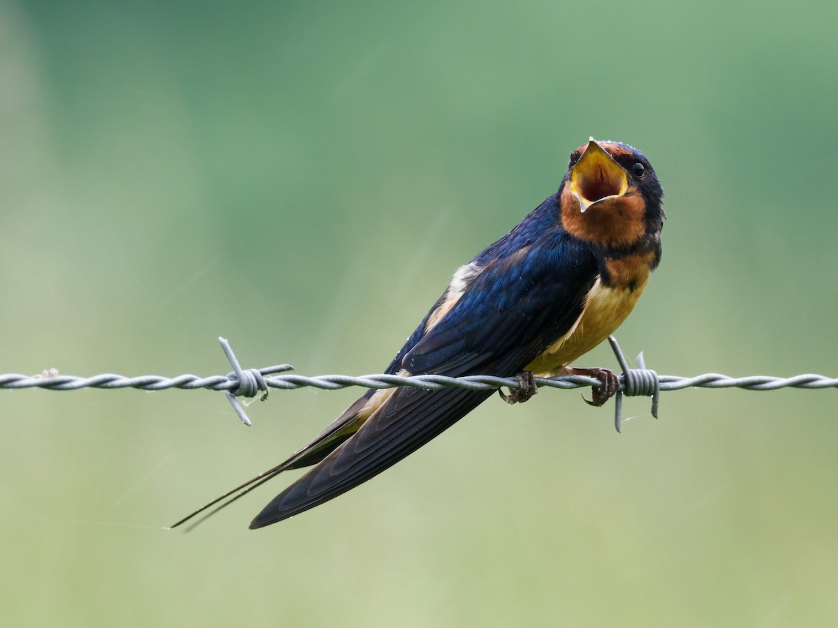 Barn Swallow (American) - ML619393606