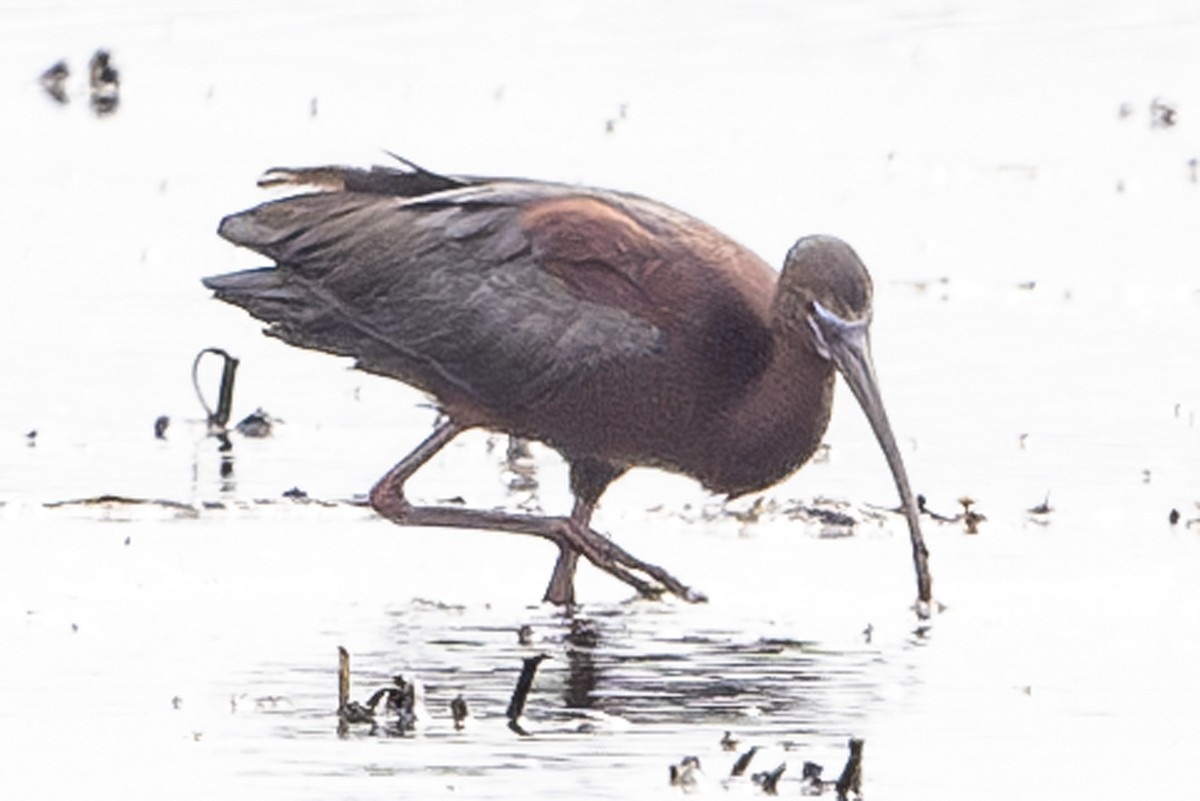 ibis hnědý - ML619393632