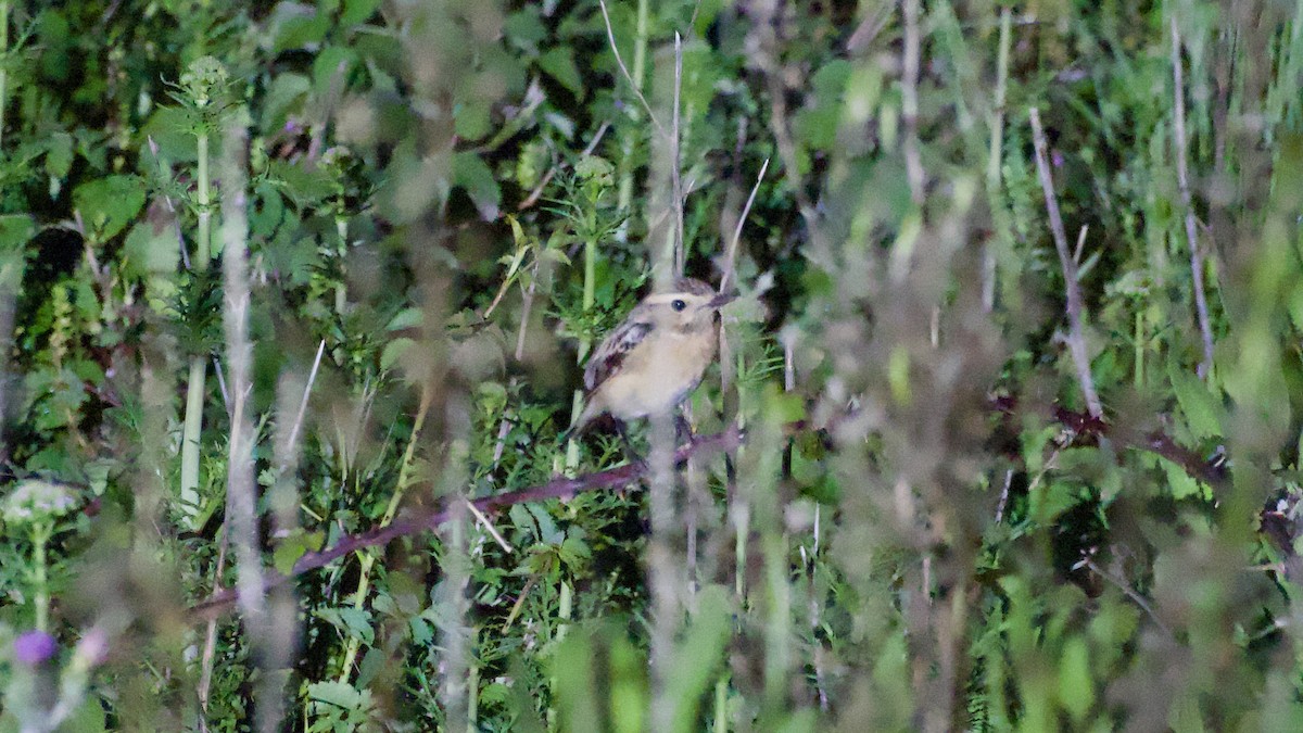 Whinchat - ML619393647