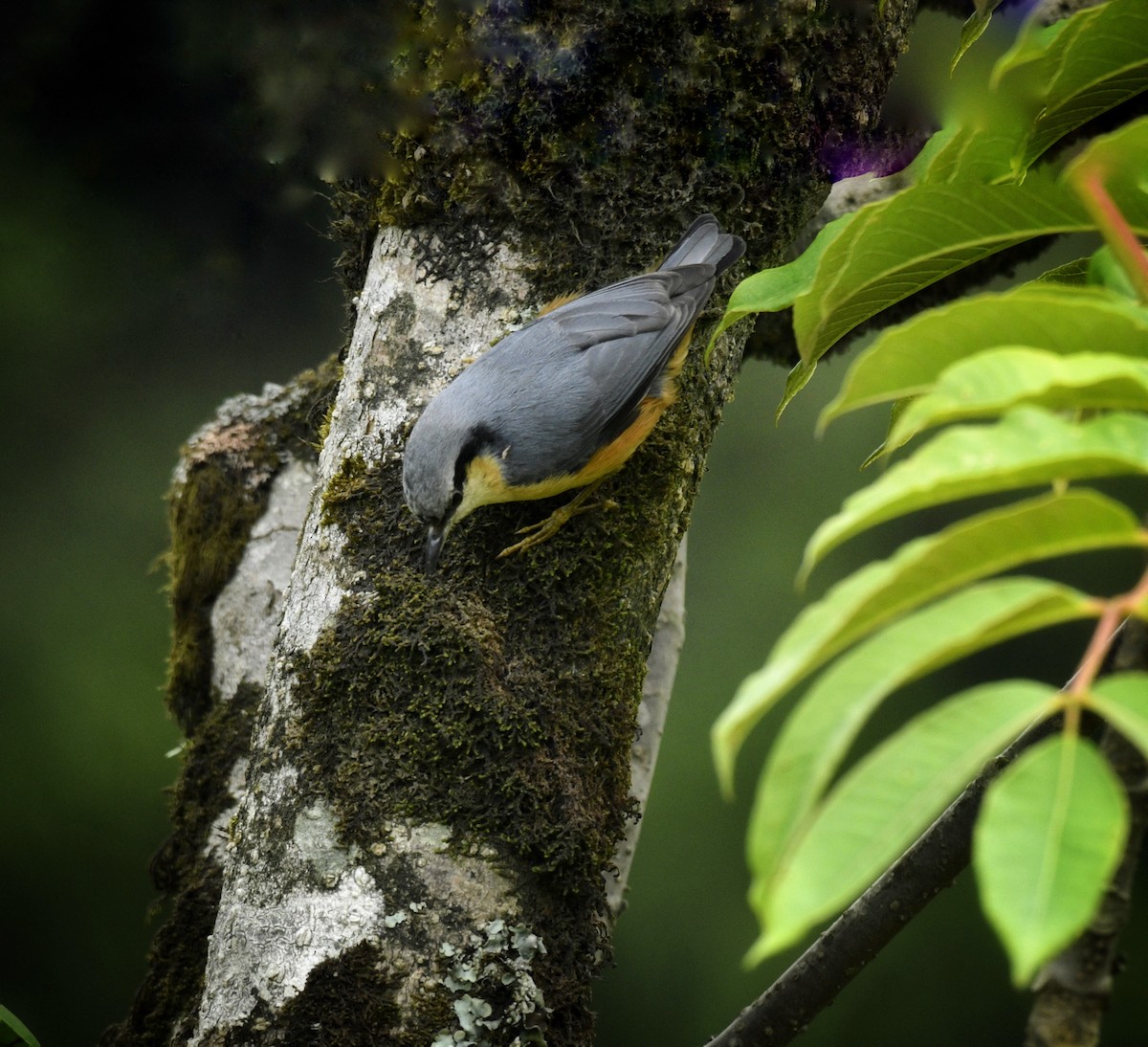 White-tailed Nuthatch - ML619393739
