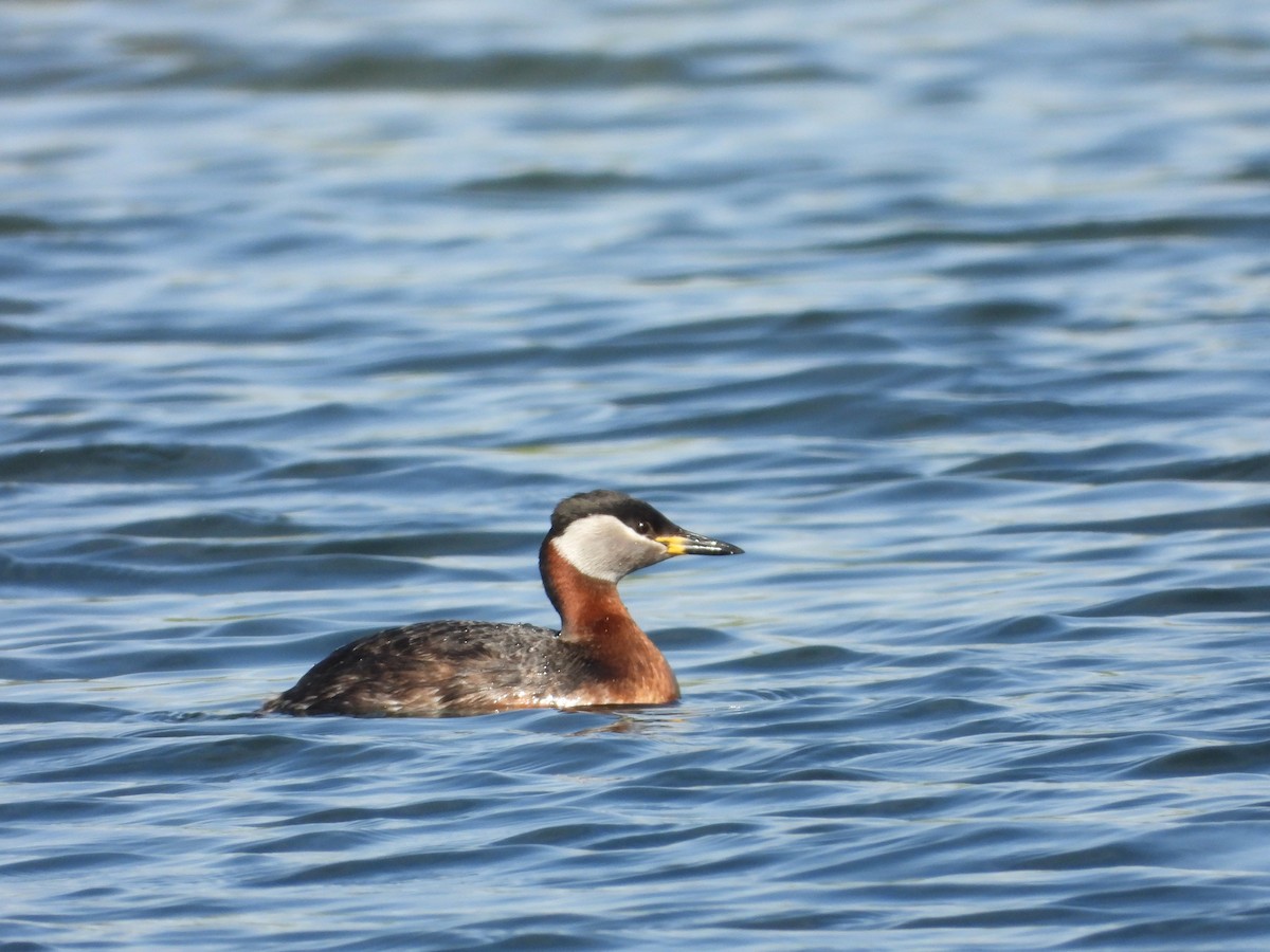 Red-necked Grebe - ML619393757