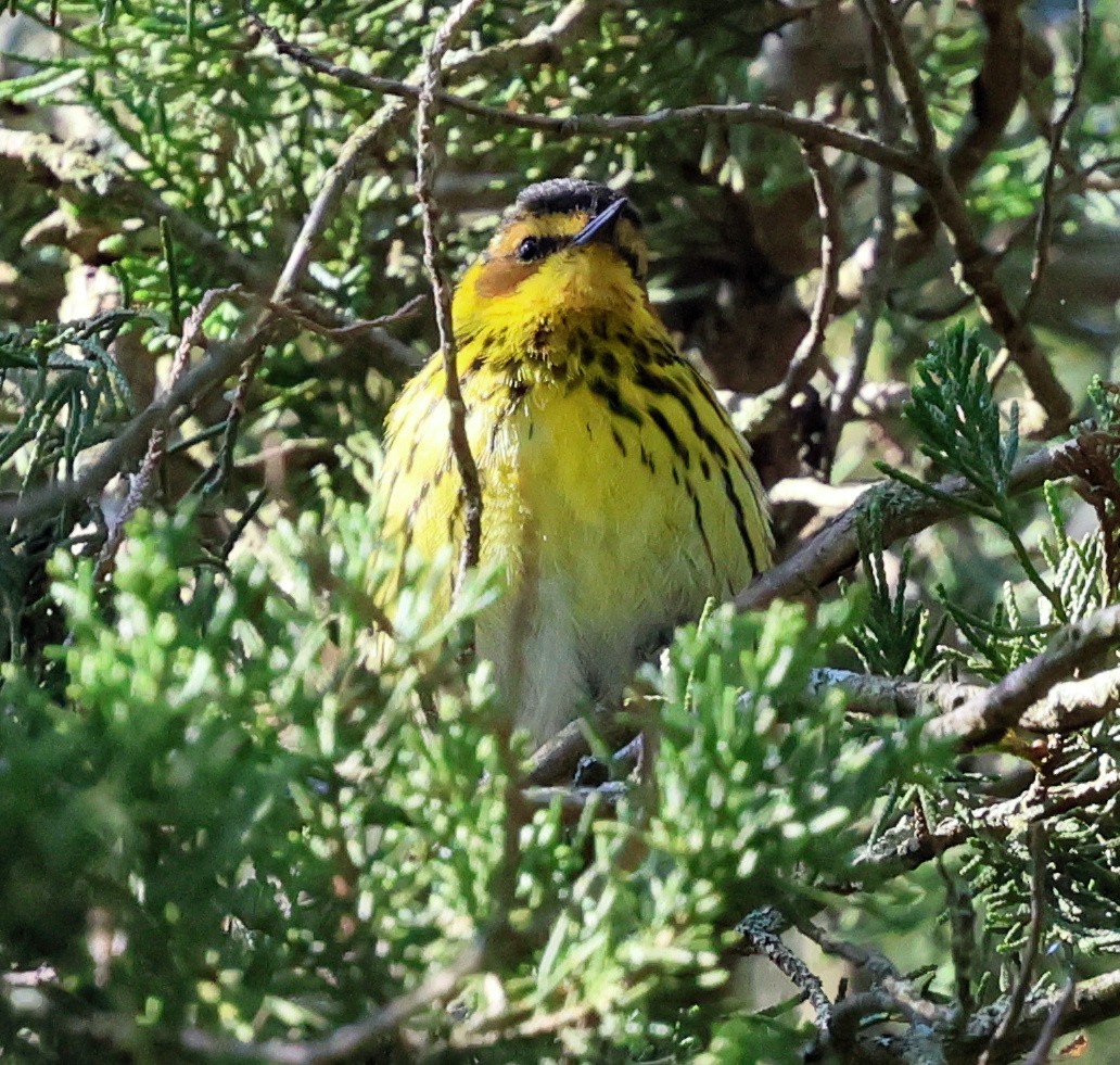 Cape May Warbler - ML619393763