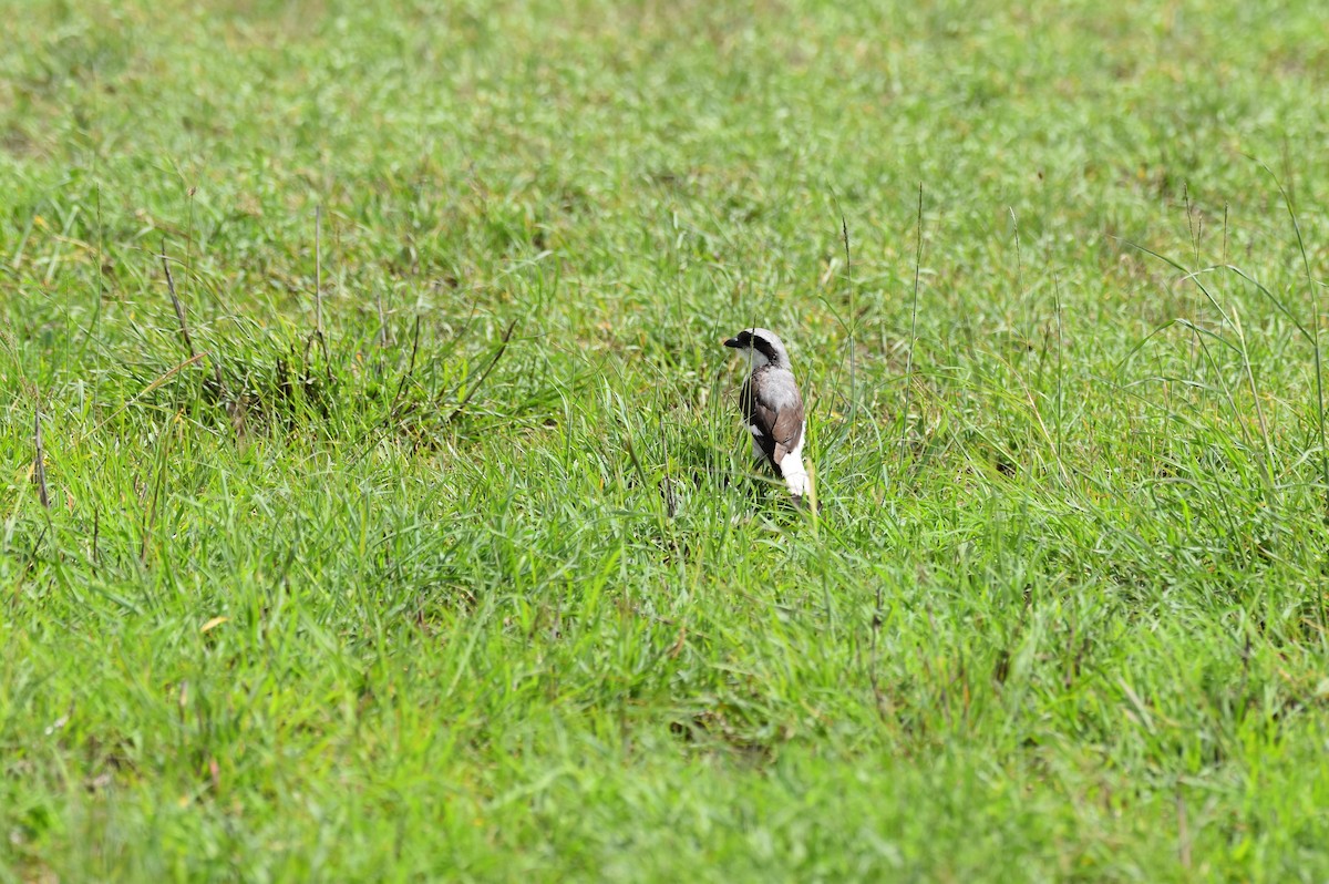 Gray-backed Fiscal - ML619393879