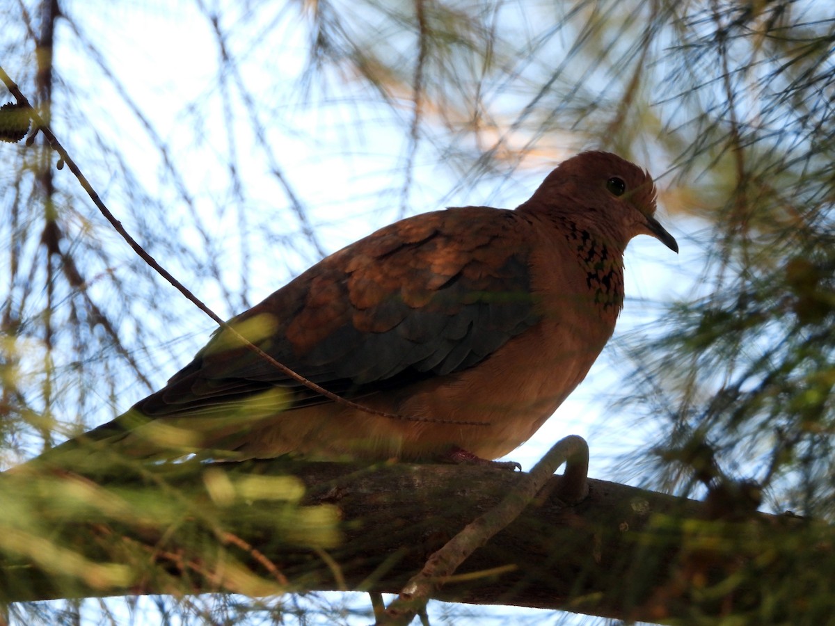 Laughing Dove - ML619393892