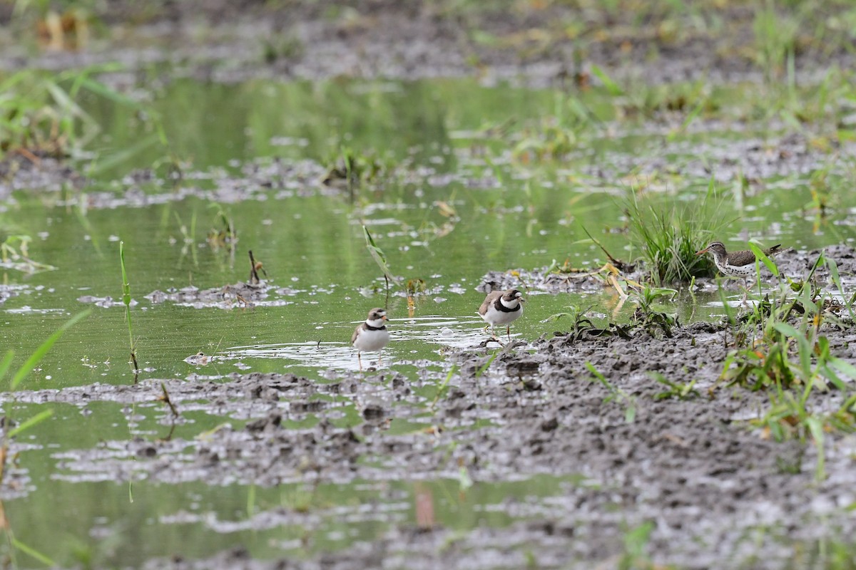 Semipalmated Plover - ML619393894