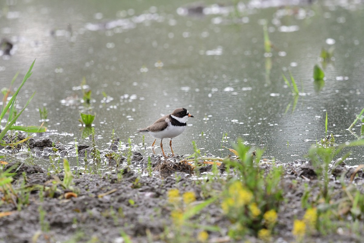 Semipalmated Plover - ML619393898