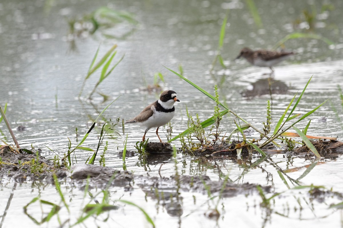 Semipalmated Plover - ML619393900