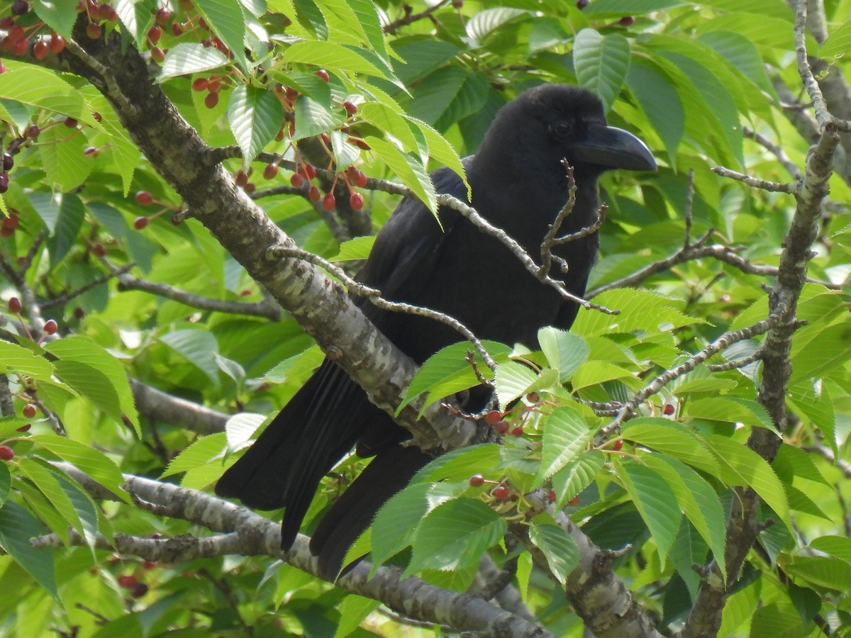 Large-billed Crow - ML619393910