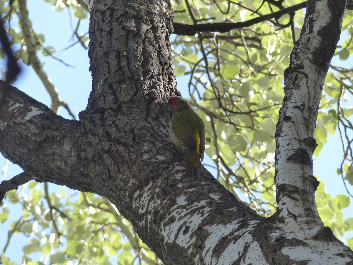 Levaillant's Woodpecker - ML619393923