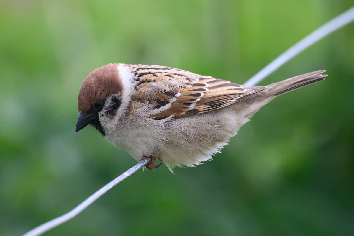 Eurasian Tree Sparrow - ML619393927