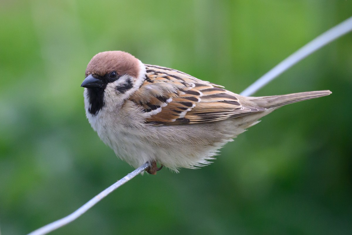 Eurasian Tree Sparrow - ML619393932