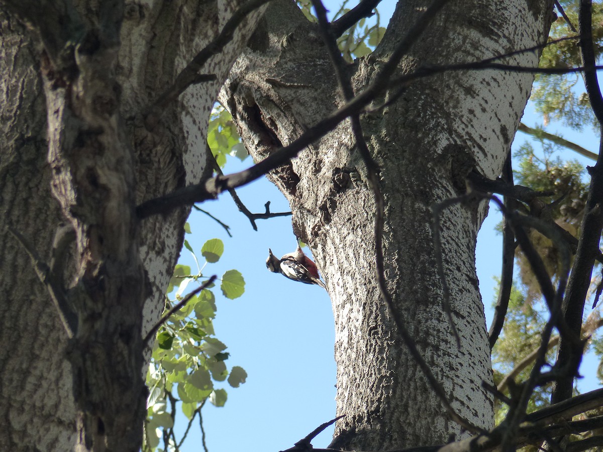 Great Spotted Woodpecker - ML619393934