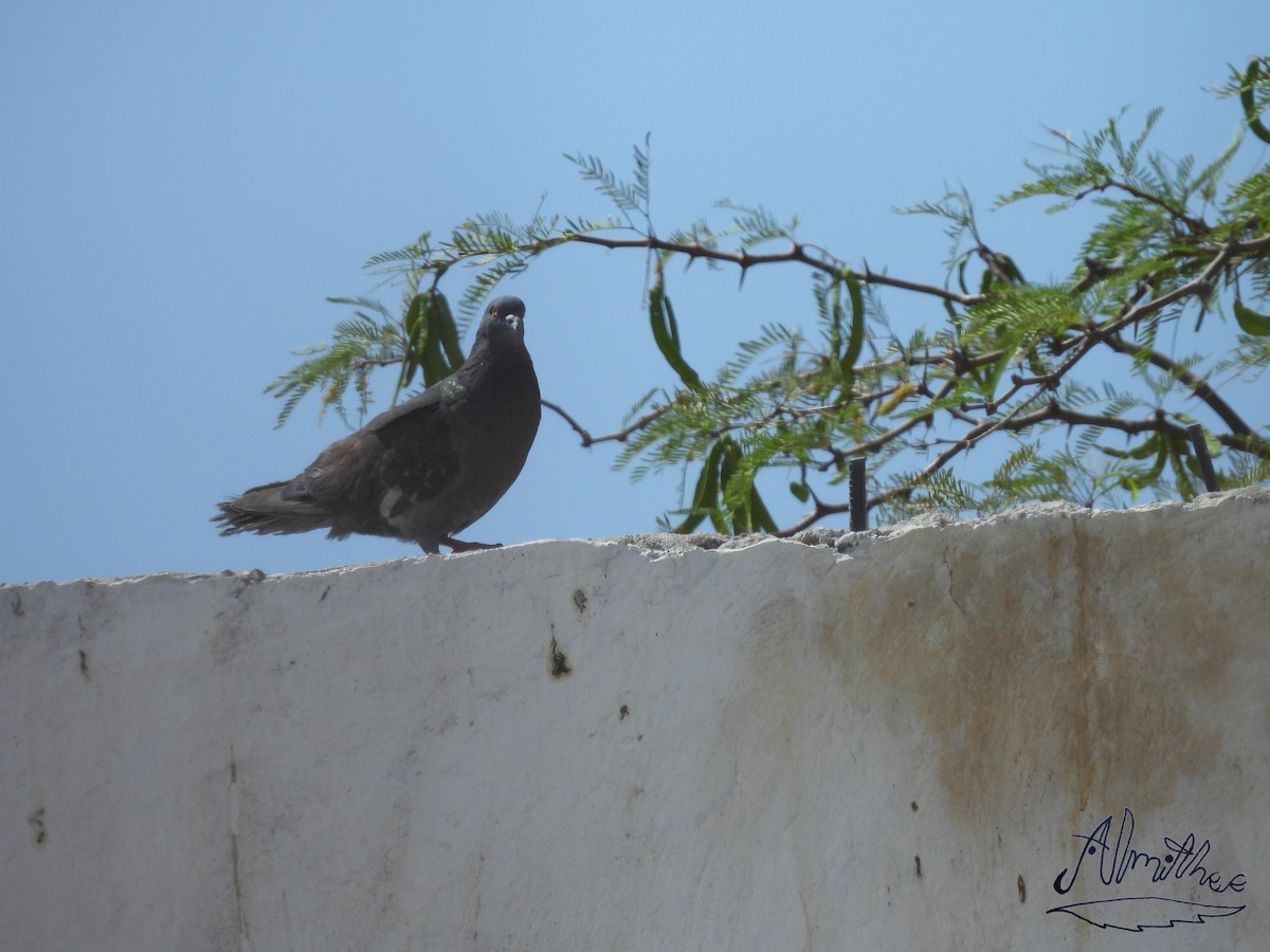 Rock Pigeon (Feral Pigeon) - ML619393960