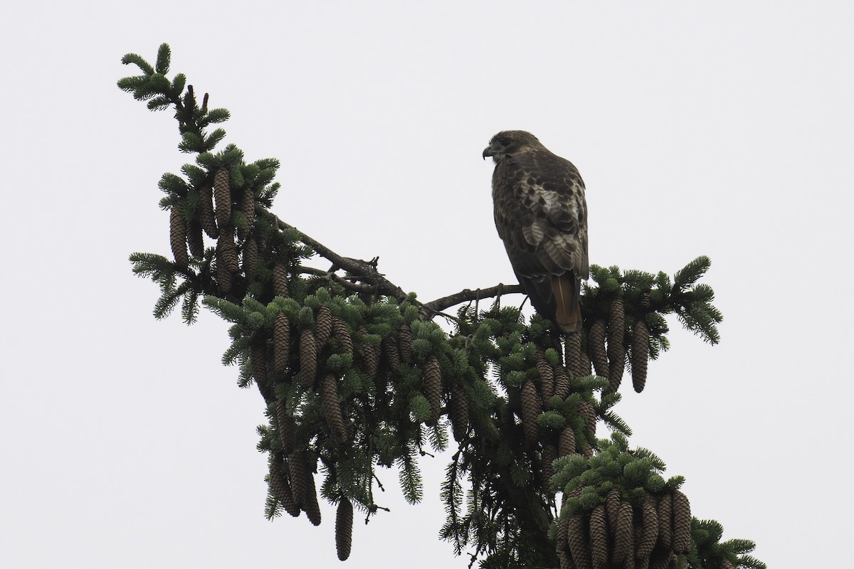 Red-tailed Hawk - ML619393981