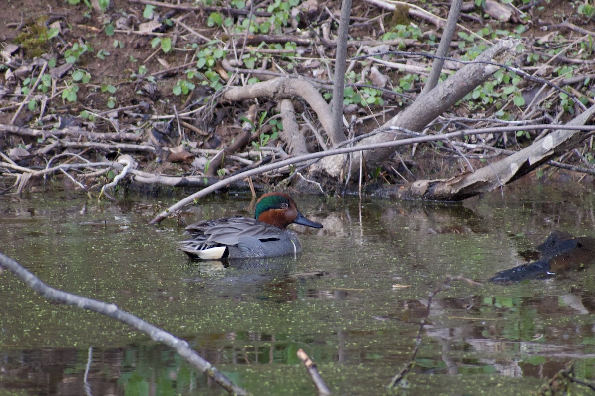 Green-winged Teal - ML619394009
