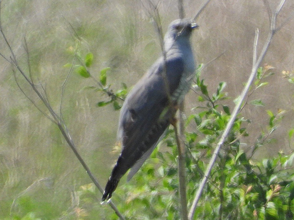 Common Cuckoo - ML619394032
