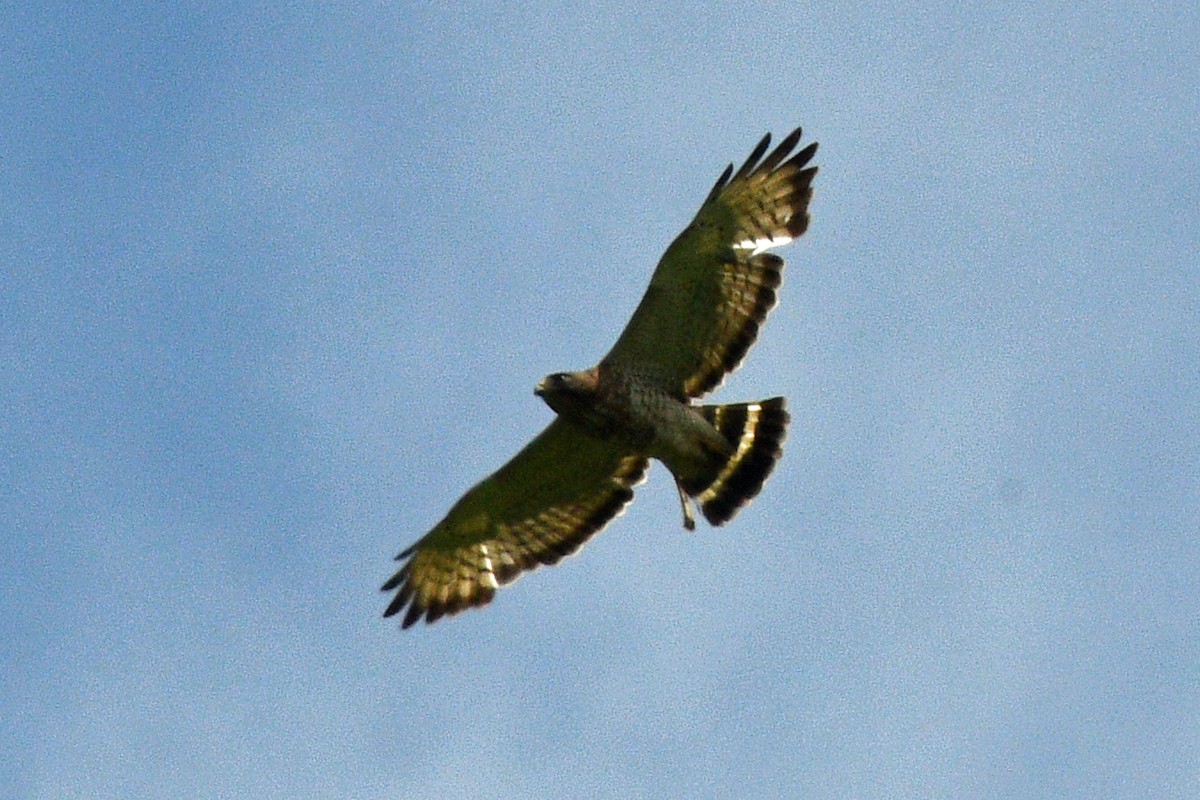 Broad-winged Hawk - ML619394035