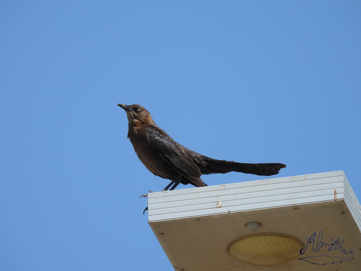 Great-tailed Grackle - ML619394078