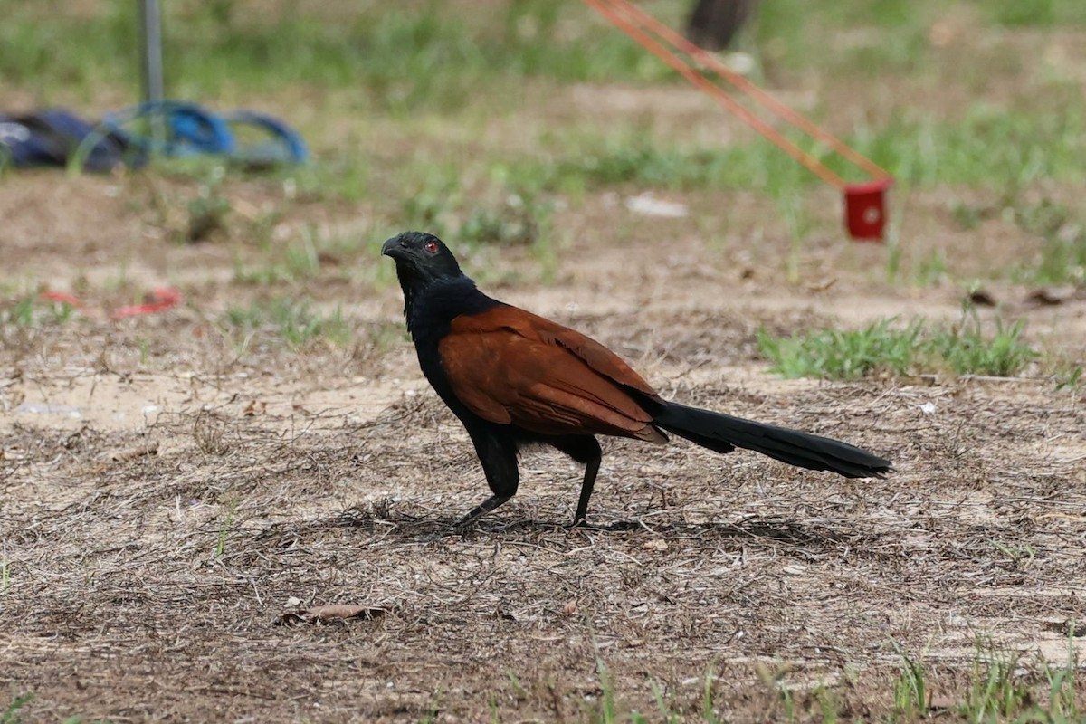 Greater Coucal - ML619394125