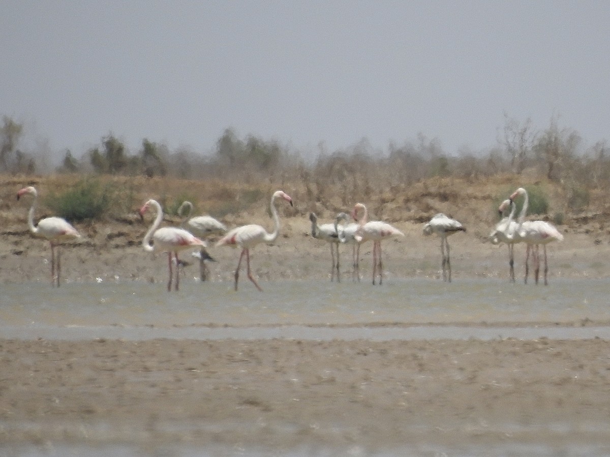 Greater Flamingo - ML619394127