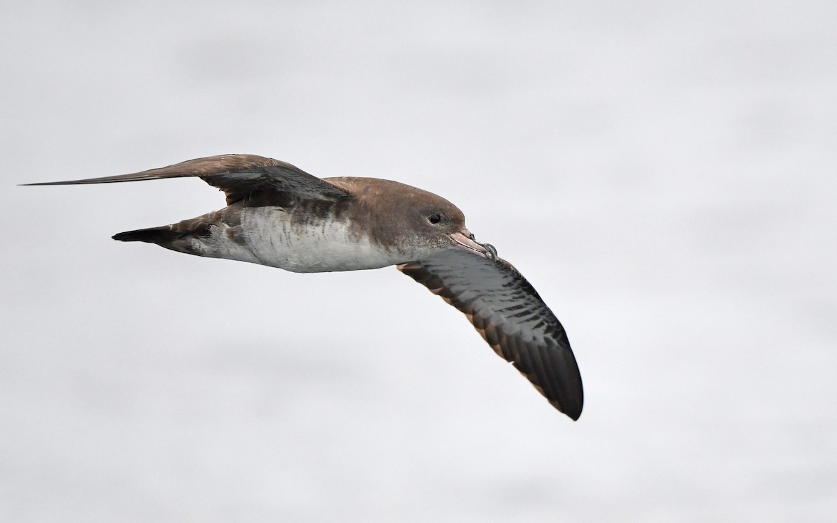 Pink-footed Shearwater - ML619394165